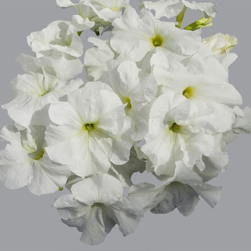 Limbo White9